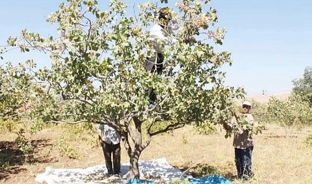 Diyarbakır’da fıstık üreticileri umduklarını bulamadı