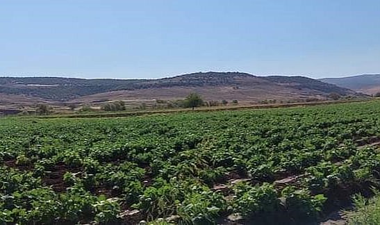 Diyarbakır’da ikinci ürün tarımına yoğun ilgi  