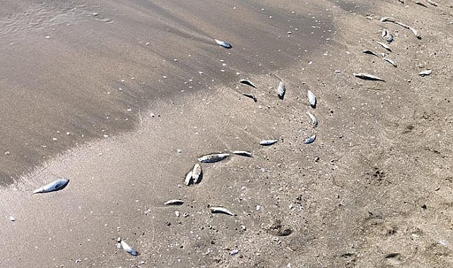 Hatay'da balıklar karaya vurdu 