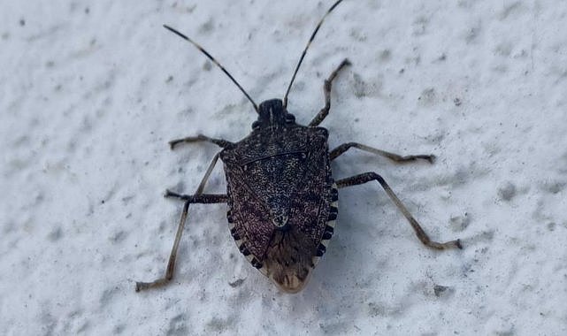 Karadeniz’de “kahverengi kokarca” alarmı