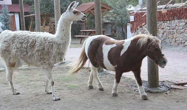  “Pamuk” isimli lama, yangında telef oldu  