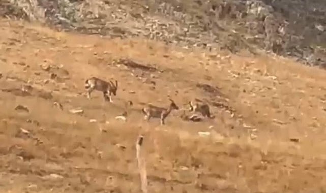 Yaban keçileri sürü halinde otladı