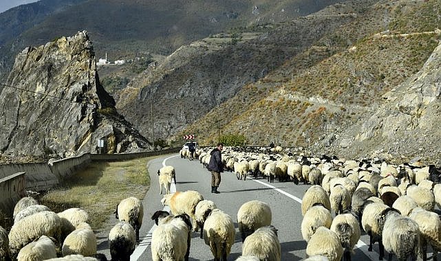 Yaylalardan sürü göçleri devam ediyor