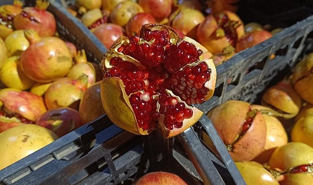 Zivzik narı hasadı başladı  