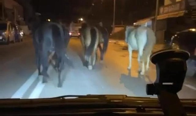 Başıboş atlar trafikte!