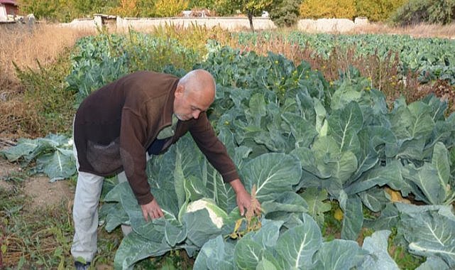 Deneme amaçlı dikti, siparişlere yetişemiyor 