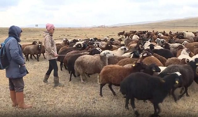 Hobi olarak başladı, sürü sahibi oldu