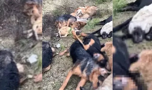 Köpek katliamına dört gözaltı