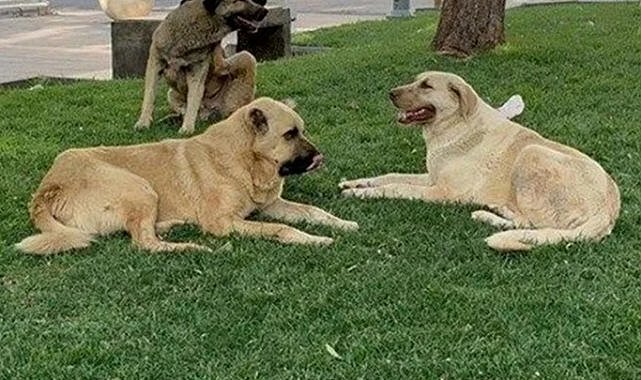 Başıboş köpek saldırısına ilişkin soruşturma