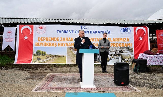 Çiftçilere büyükbaş hayvan desteği