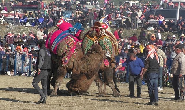 Geleneksel deve güreşi hazırlıkları tamamlandı  