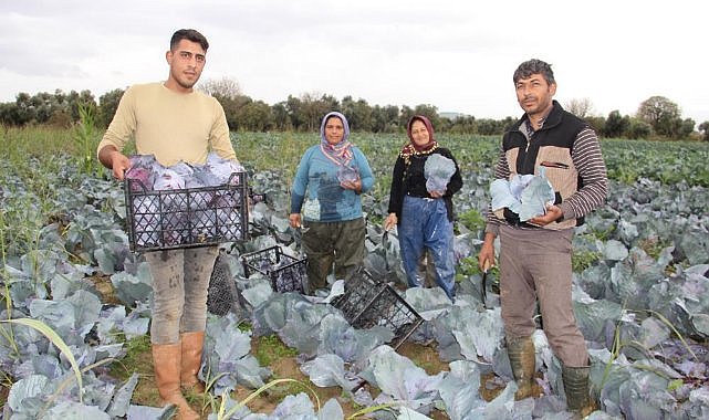 Kara lahana hasadı başladı 